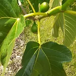 Quinta D' Luzarcoiris بيت للعطل