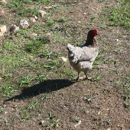 Quinta D' Luzarcoiris Casa de Férias Arganil