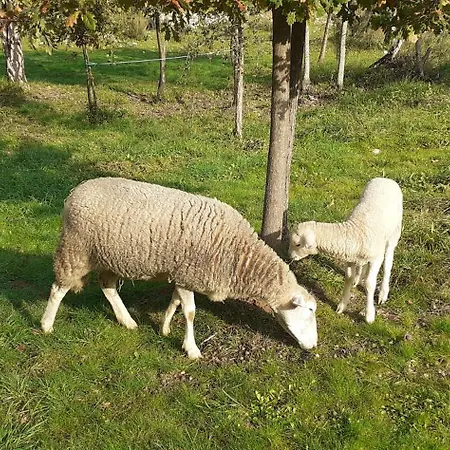 Quinta D' Luzarcoiris * Arganil