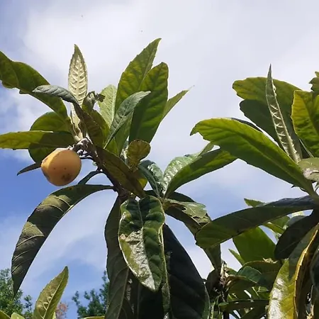 Quinta D' Luzarcoiris Casa de Férias Arganil