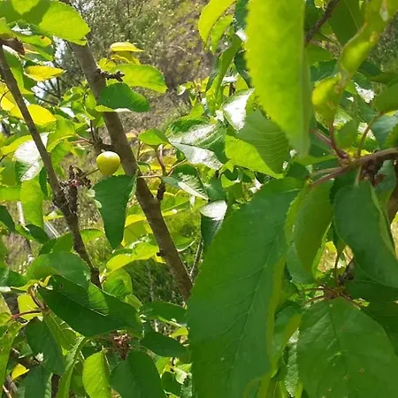 Quinta D' Luzarcoiris *