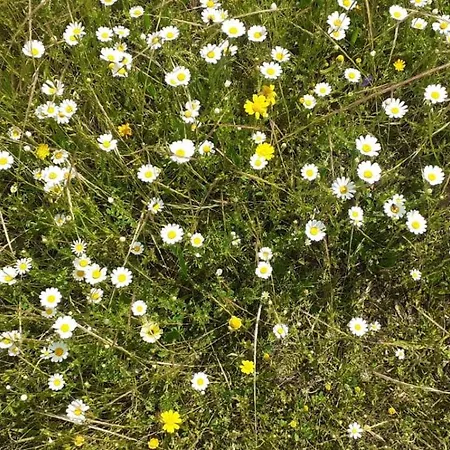 Quinta D' Luzarcoiris