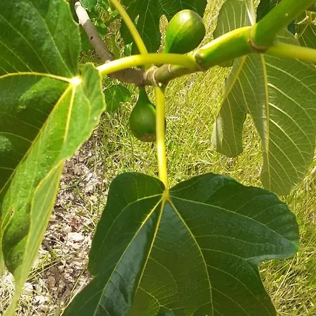 Quinta D' Luzarcoiris 別荘