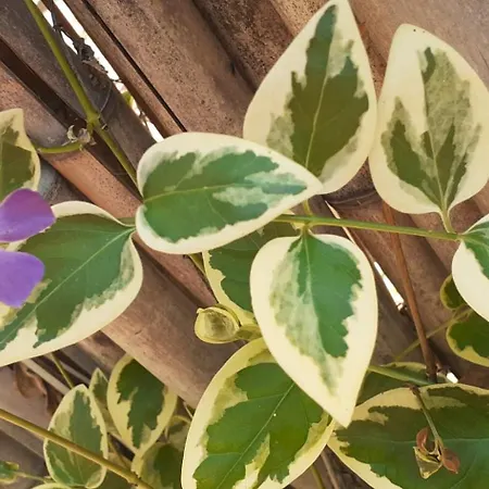 Casa de Férias Quinta D' Luzarcoiris