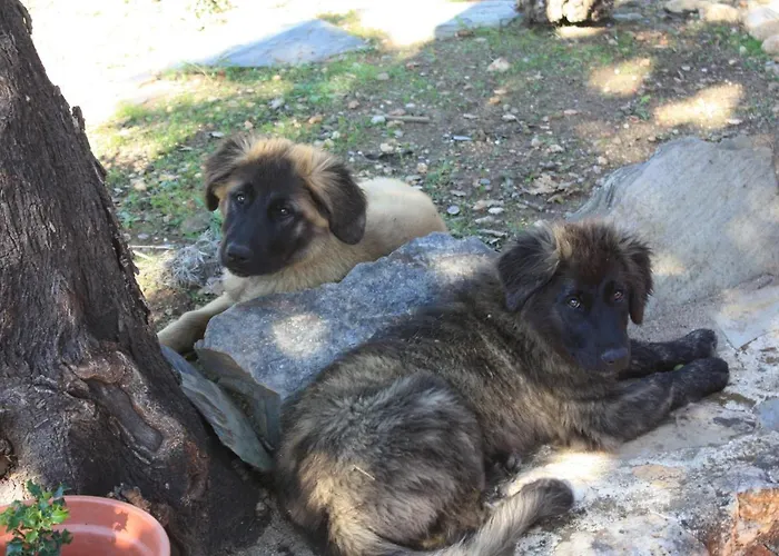 Hébergement de vacances Quinta D' Luzarcoiris
