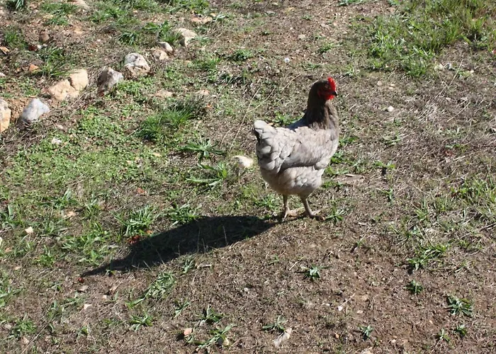 Quinta D' Luzarcoiris Hébergement de vacances Arganil