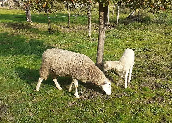 Quinta D' Luzarcoiris * Arganil