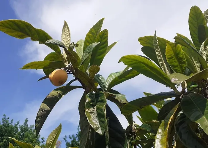 Quinta D' Luzarcoiris Nyaraló Arganil