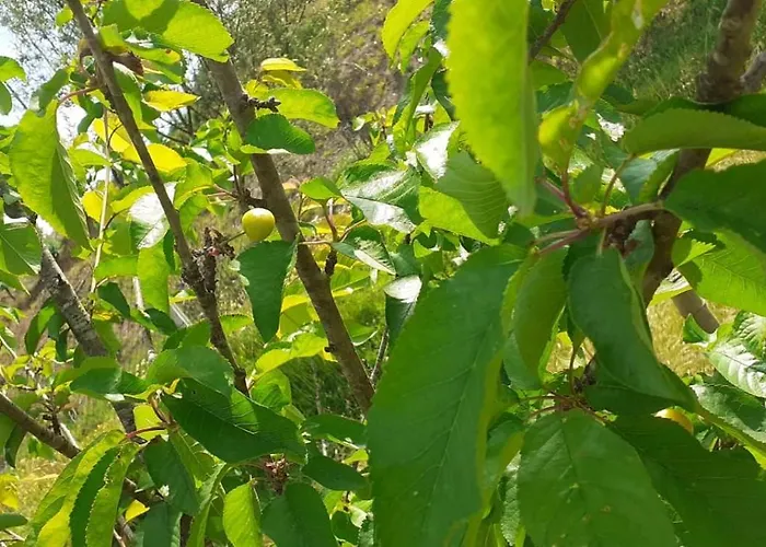 Quinta D' Luzarcoiris *