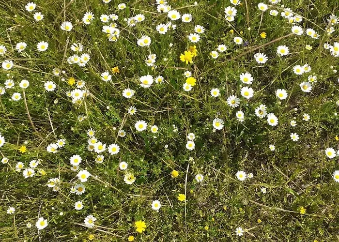 Quinta D' Luzarcoiris