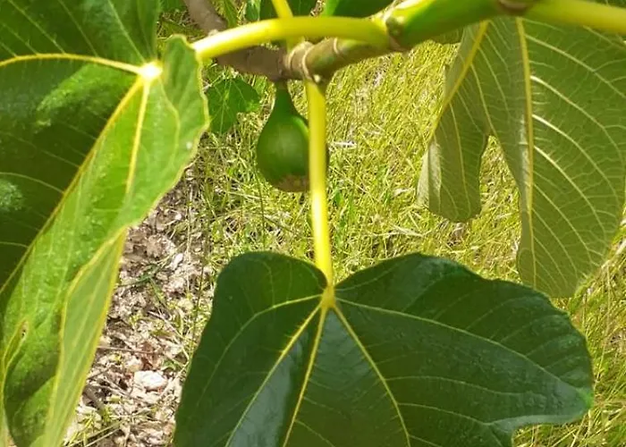 Quinta D' Luzarcoiris Hébergement de vacances