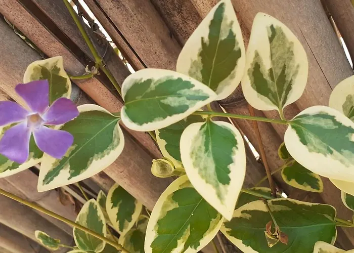 Hébergement de vacances Quinta D' Luzarcoiris