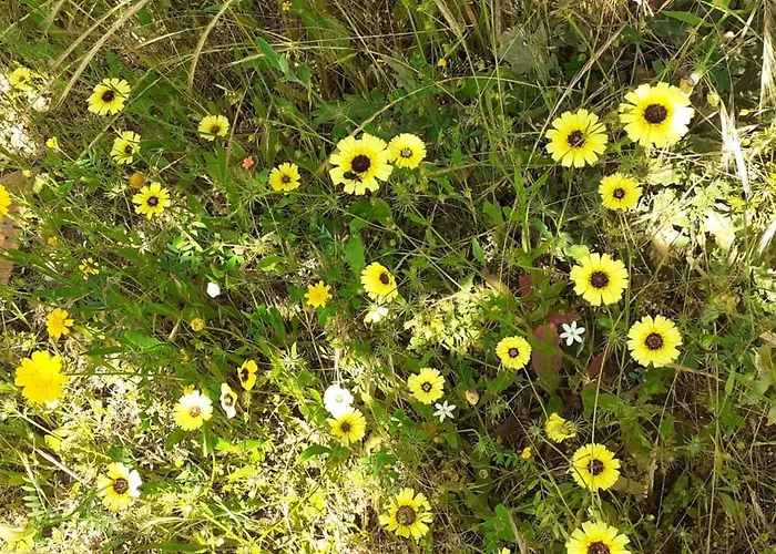 Nyaraló Quinta D' Luzarcoiris *